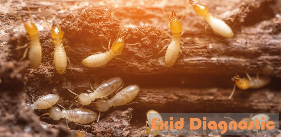 Diagnostic termites et mode d'emploi - Exid Diagnostic