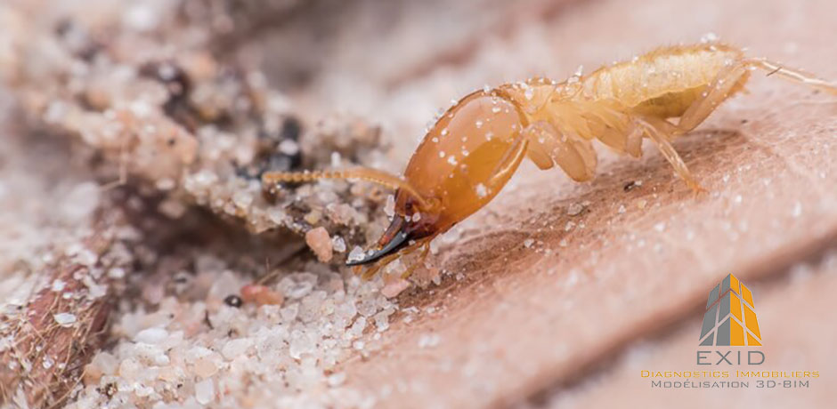 Diagnostic termites et extermination termites
