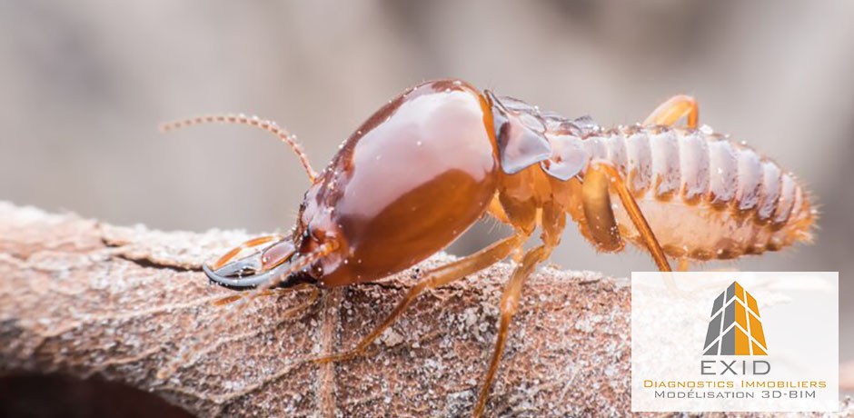 Diagnostic termites avec un professionnel - Exid Diagnostic