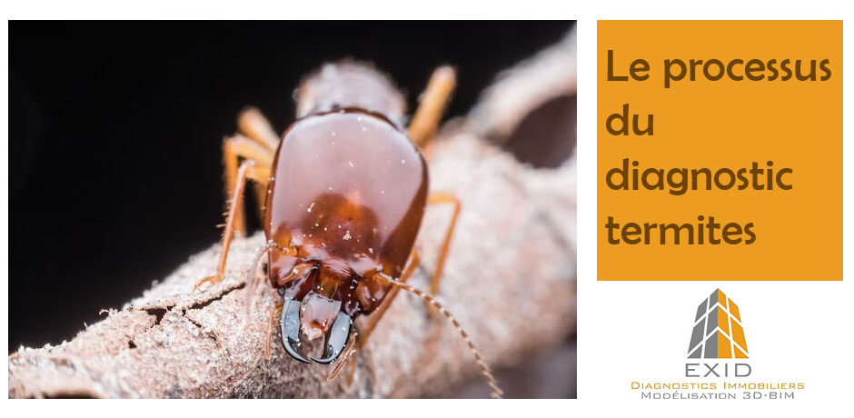 Processus diagnostic termites - Exid Diagnostic