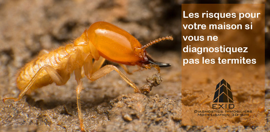 Détection infestation termites - Exid Diagnostic